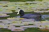 Eurasian Coot